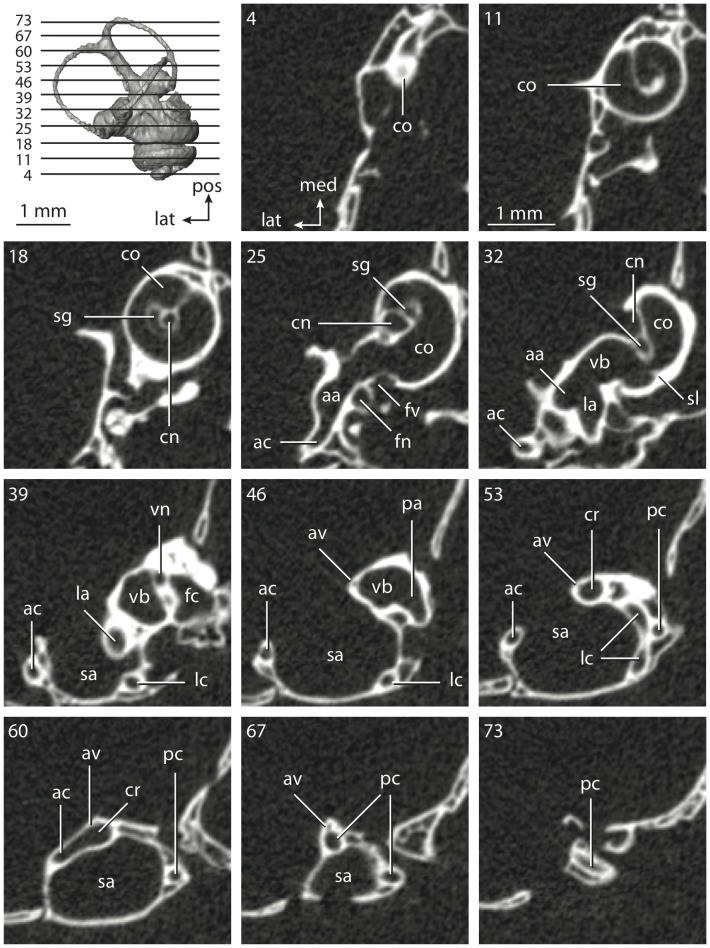 Figure 55