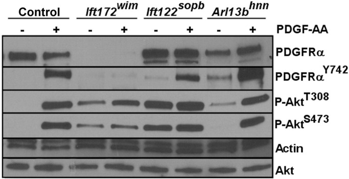 FIGURE 1: