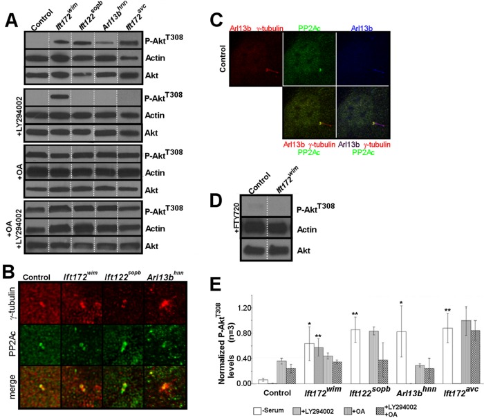 FIGURE 2: