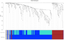 Cluster Dendrogram Showing Gene Clusters from WGCNA, Dynamic Tree Cut, and Merged Dynamics Colors Assigned to Branches