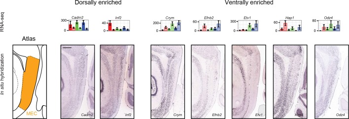 Figure 6—figure supplement 1.