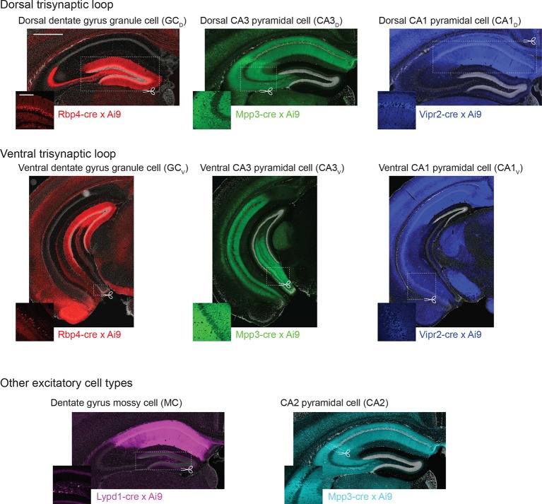 Figure 1—figure supplement 1.