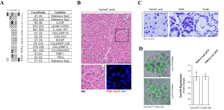 Figure 1—figure supplement 1.