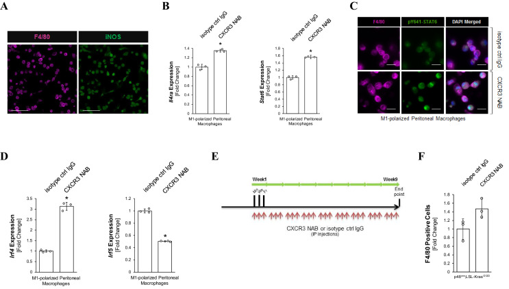 Figure 3—figure supplement 1.