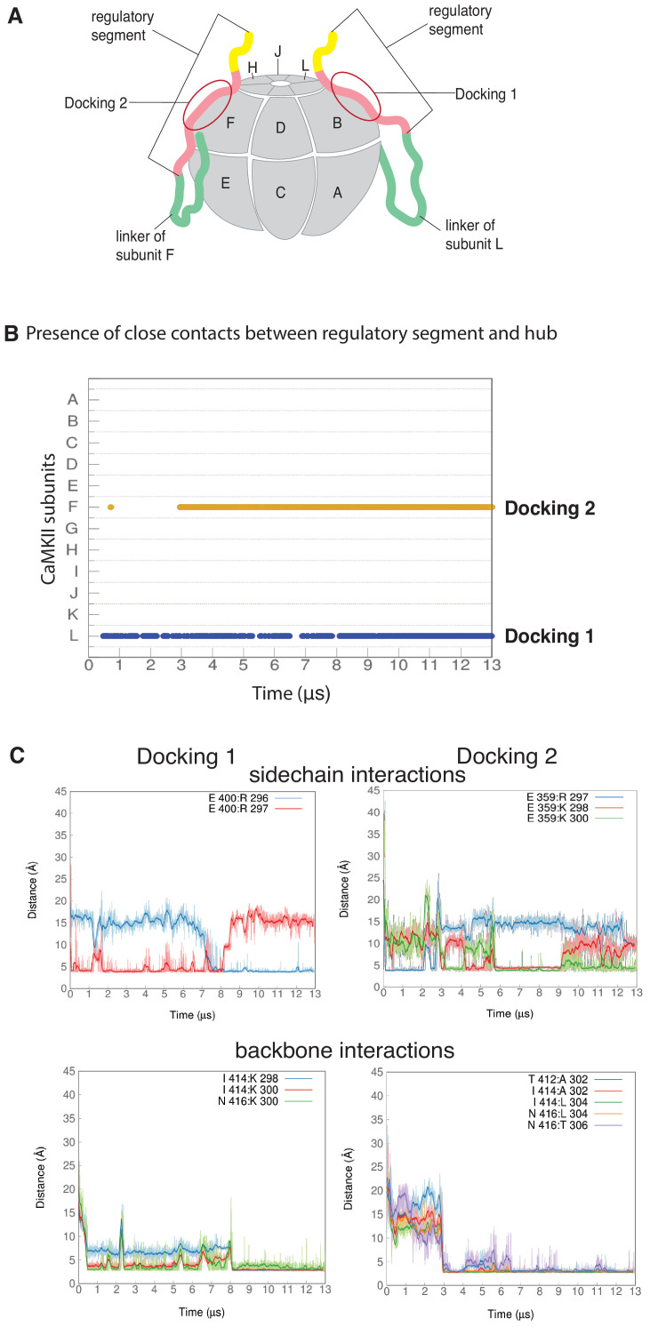 Figure 5—figure supplement 1.