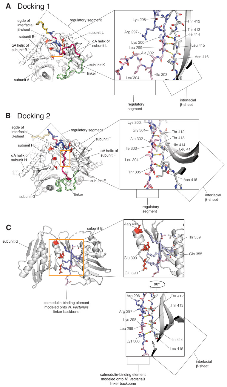 Figure 5—figure supplement 2.