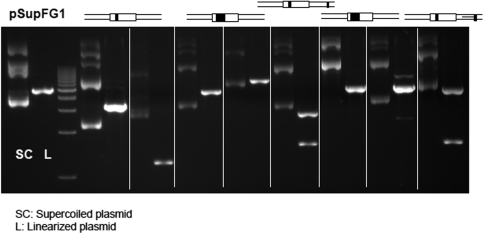 Figure 7.