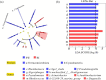 Phylogenetic tree and bar chart showing bacterial communities. Panel (a) displays a circular phylogenetic tree with Verrucomicrobiota and Cyanobacteria phyla highlighted in blue and red. Panel (b) presents a LEfSe bar chart with LDA scores, indicating bacterial genera such as Pseudomonas and Rhodococcus, with classifications in blue for SW and red for BI.