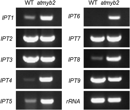 Figure 5.