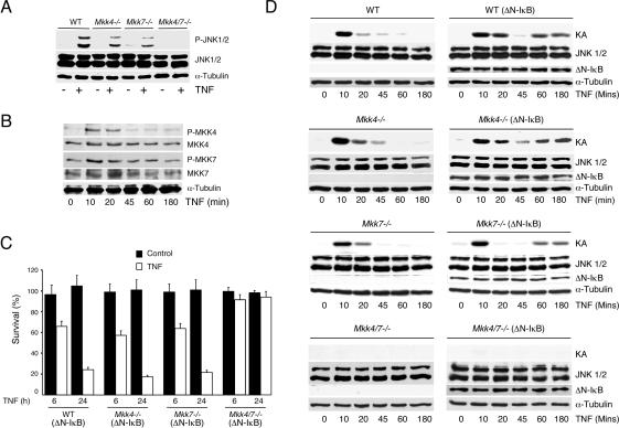 JNK potentiates TNF-stimulated necrosis by increasing the production of ...