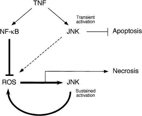 JNK potentiates TNF-stimulated necrosis by increasing the production of ...