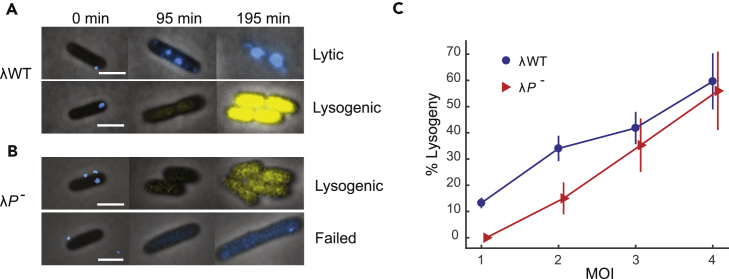 Figure 1