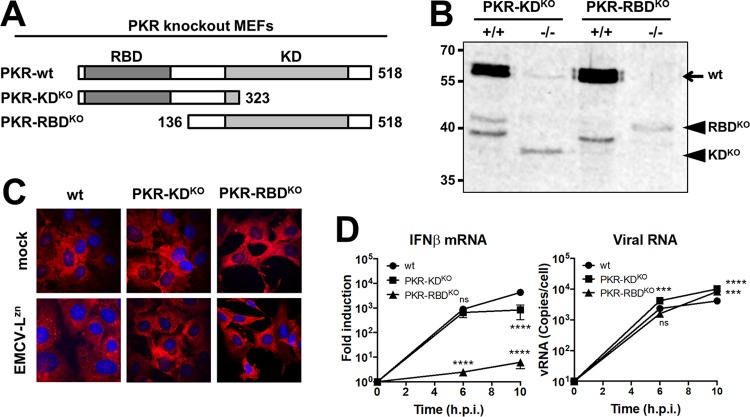 FIG 6