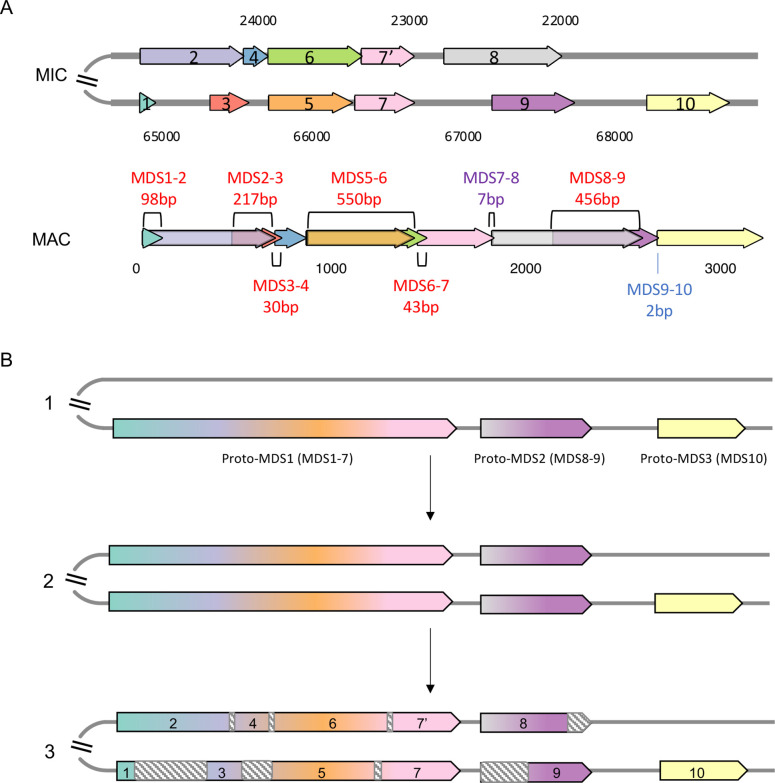 Figure 4—figure supplement 1.