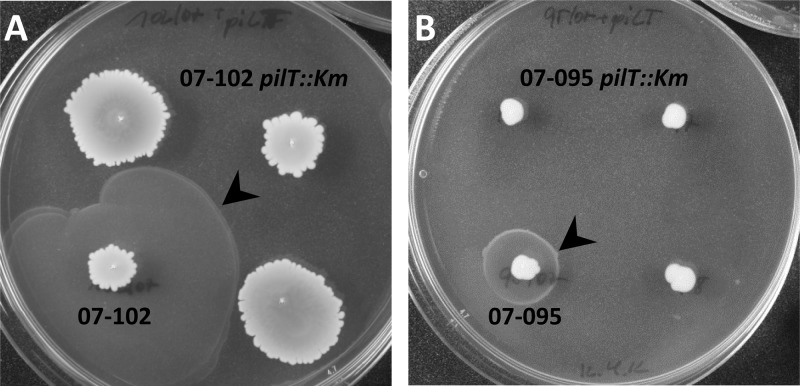 Fig 2