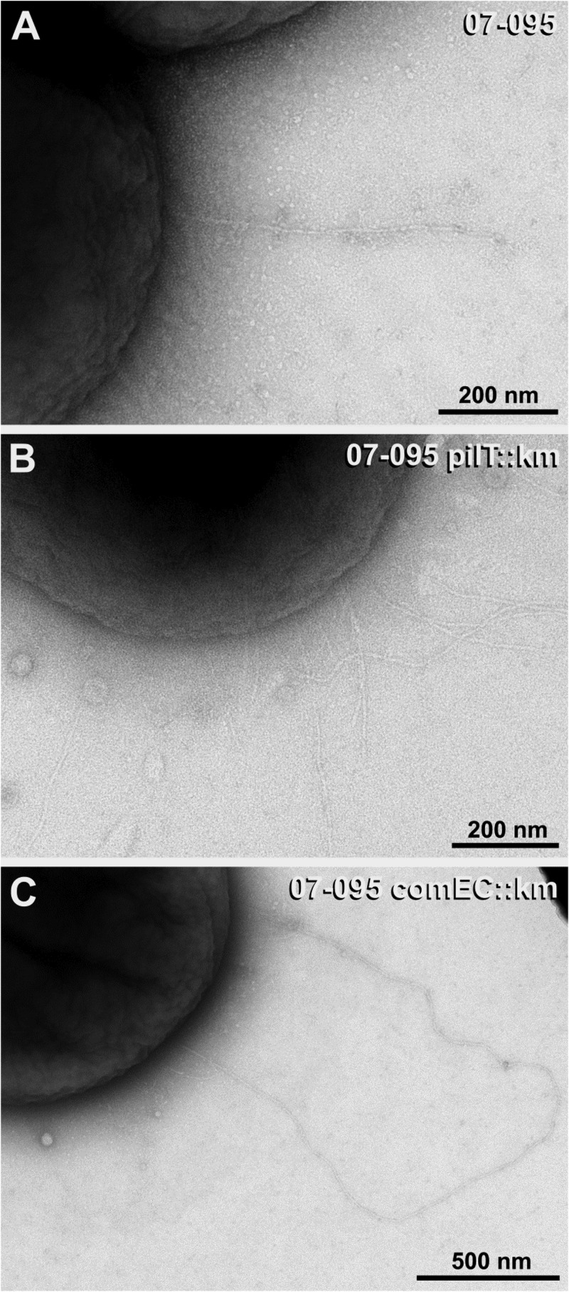 Fig 5