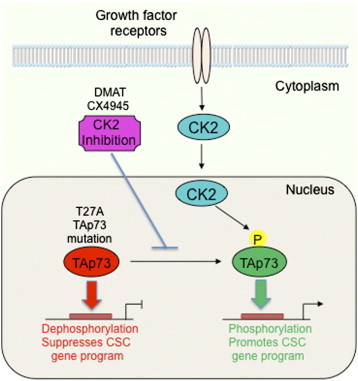 Figure 7