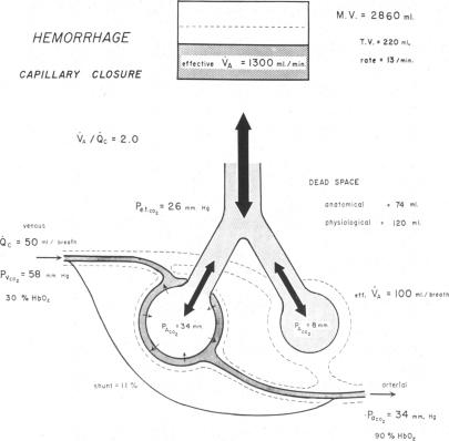 graphic file with name jcinvest00329-0095-a.jpg