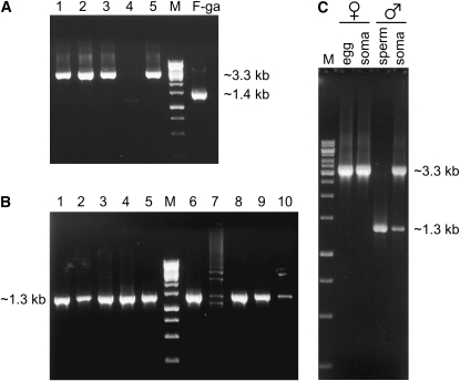 Figure 1.—