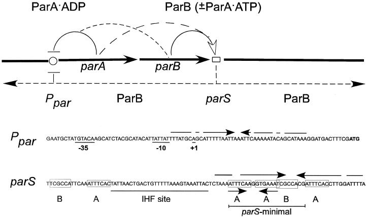 FIG. 1.