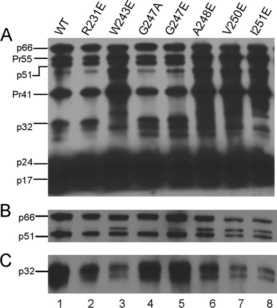 FIG 3