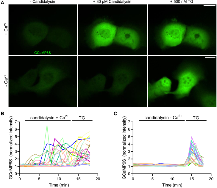 Figure 3