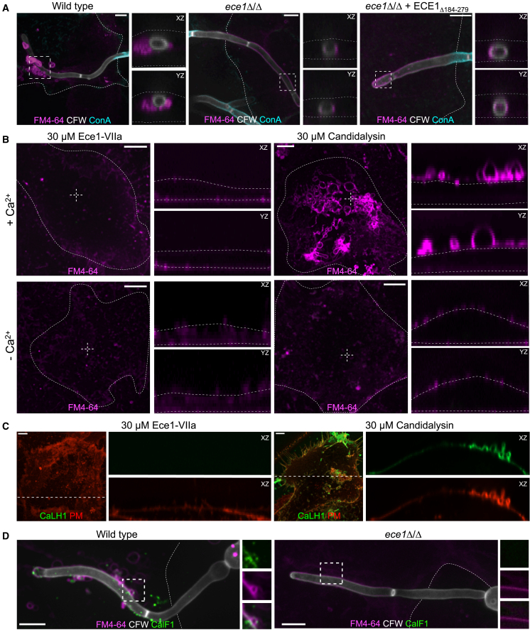 Figure 4