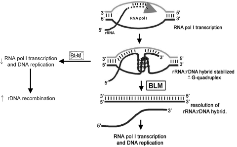 Figure 6.