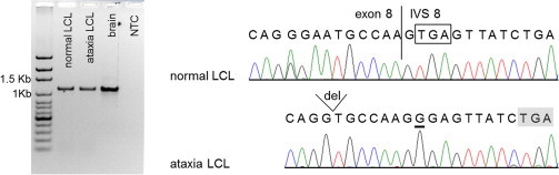 Figure 5