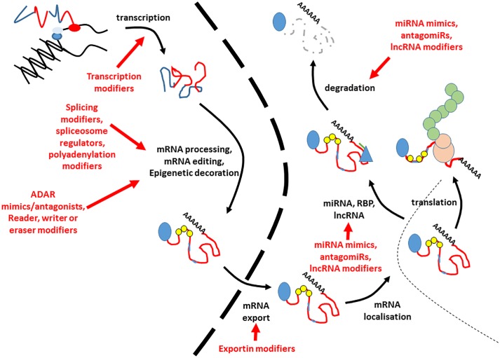 FIGURE 2