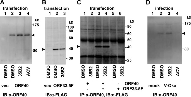 Fig 6