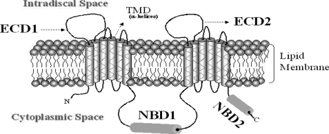 FIGURE 1.