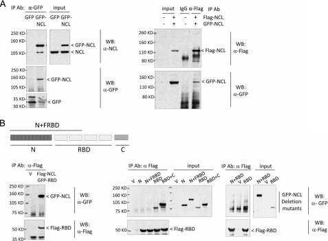 FIGURE 4.