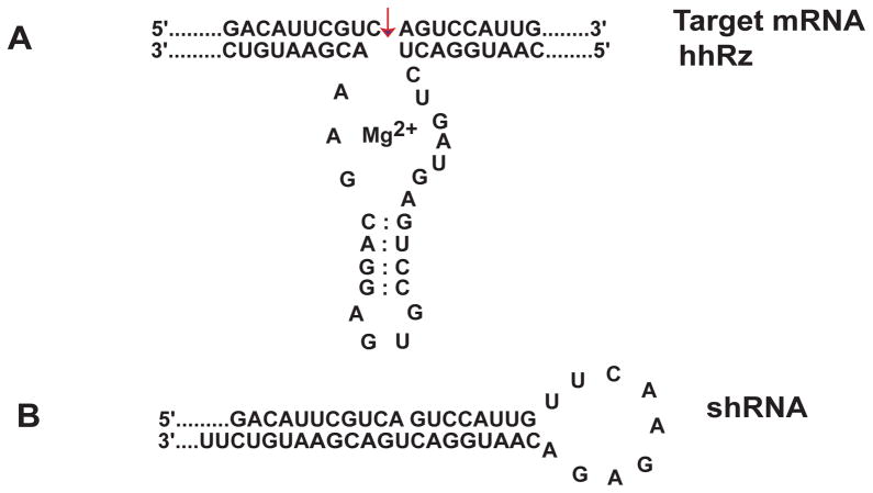 Fig. 20.2