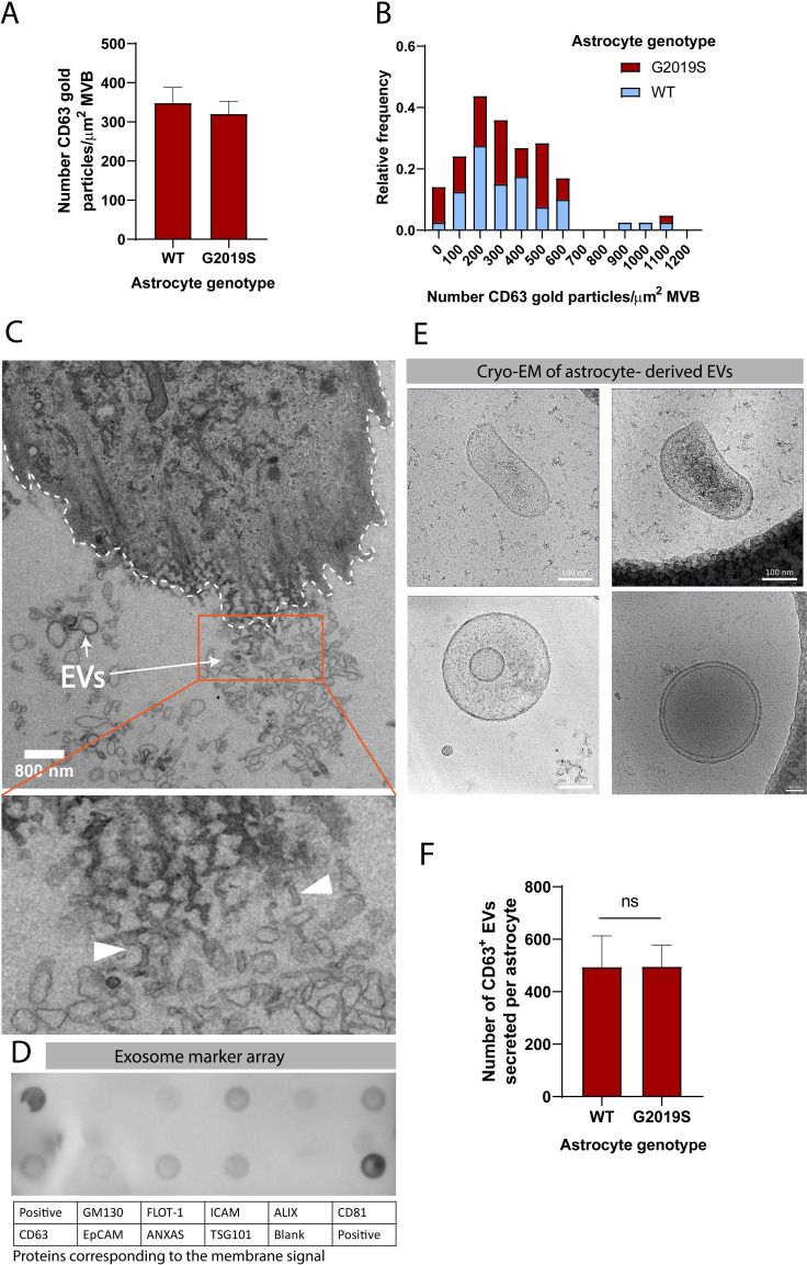 Figure 3—figure supplement 1.