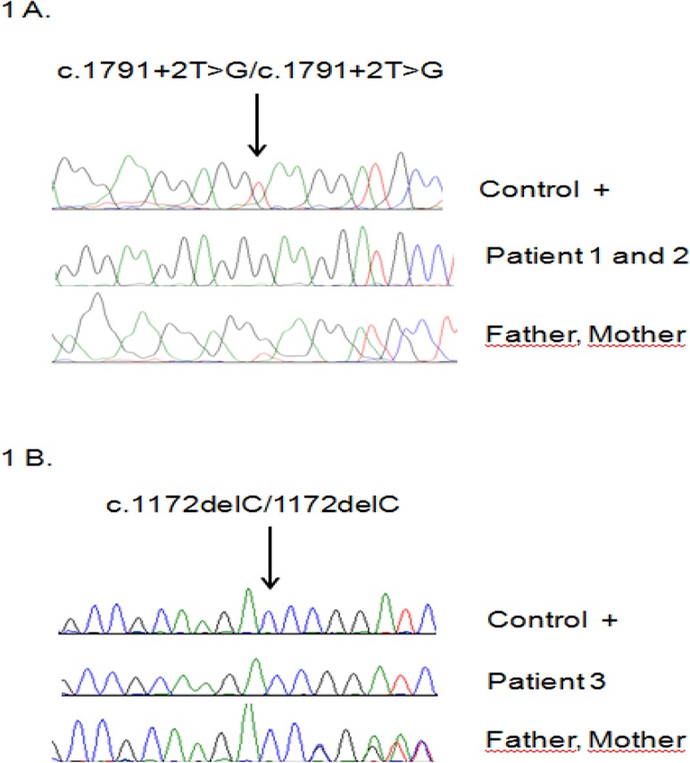 Fig. 1: