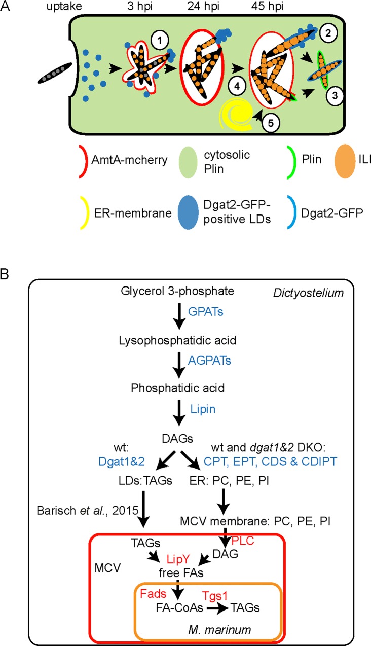 Fig 11