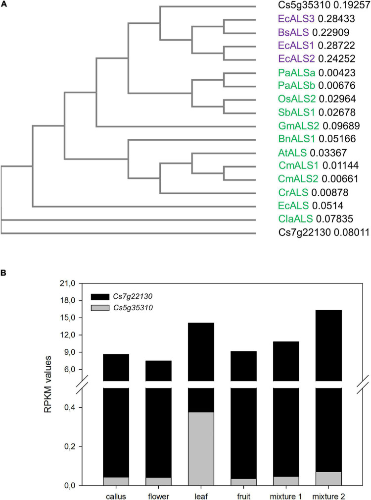 FIGURE 1