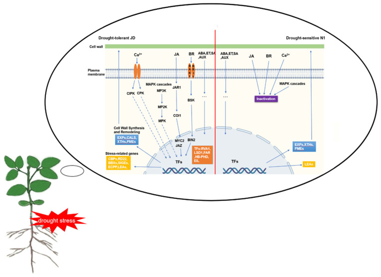 Figure 11