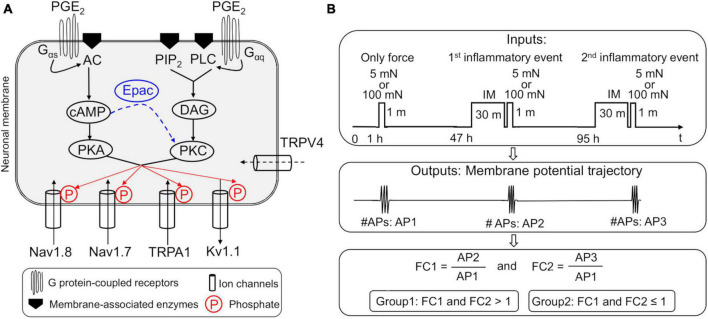 FIGURE 1