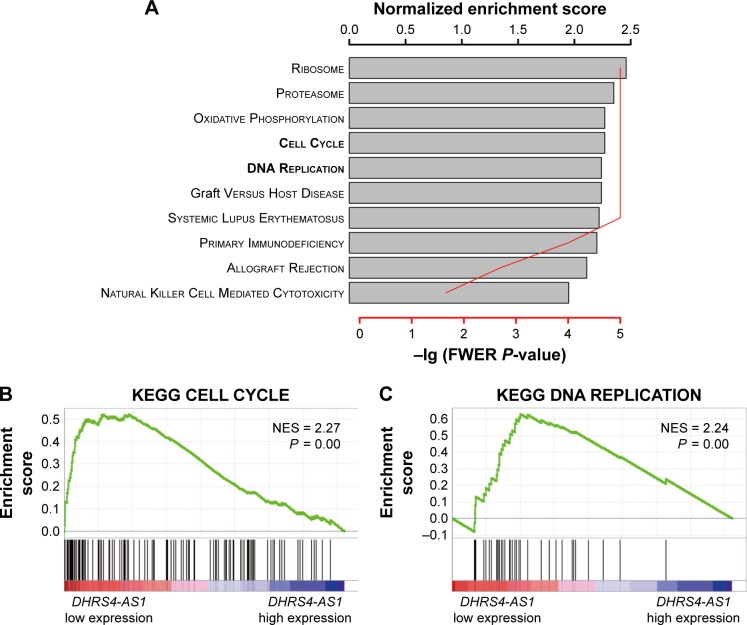 The downregulated long noncoding RNA DHRS4-AS1 is protumoral and ...