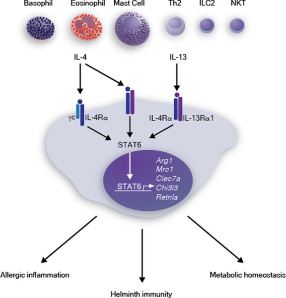 INTERLEUKIN-4- AND INTERLEUKIN-13-MEDIATED ALTERNATIVELY ACTIVATED ...