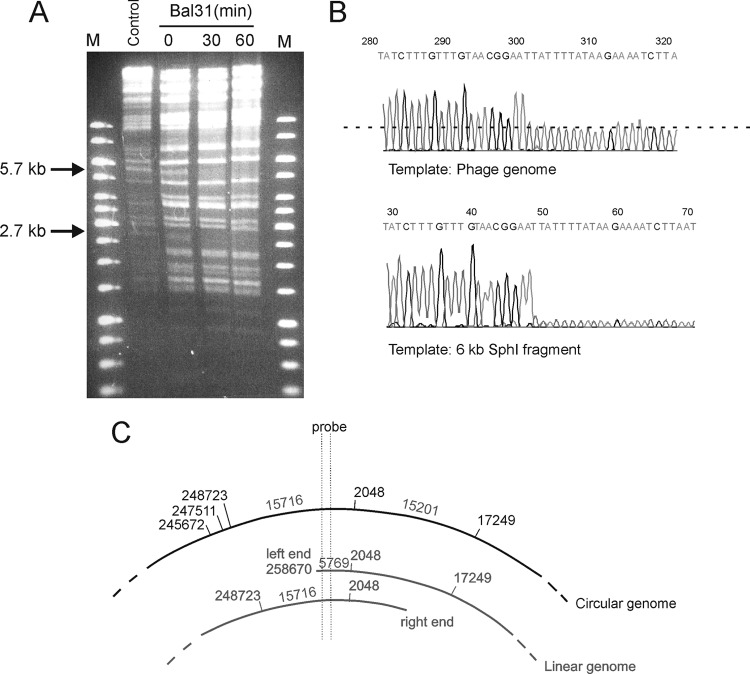 Fig 5