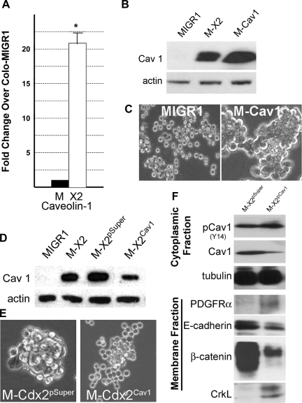 Fig. 11.