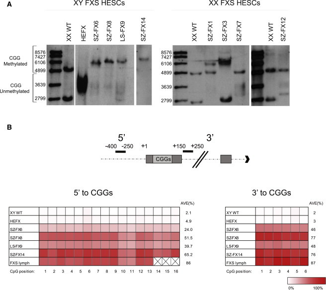 Figure 1