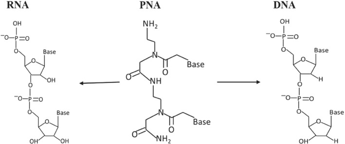 ENG2-12238-FIG-0001-b