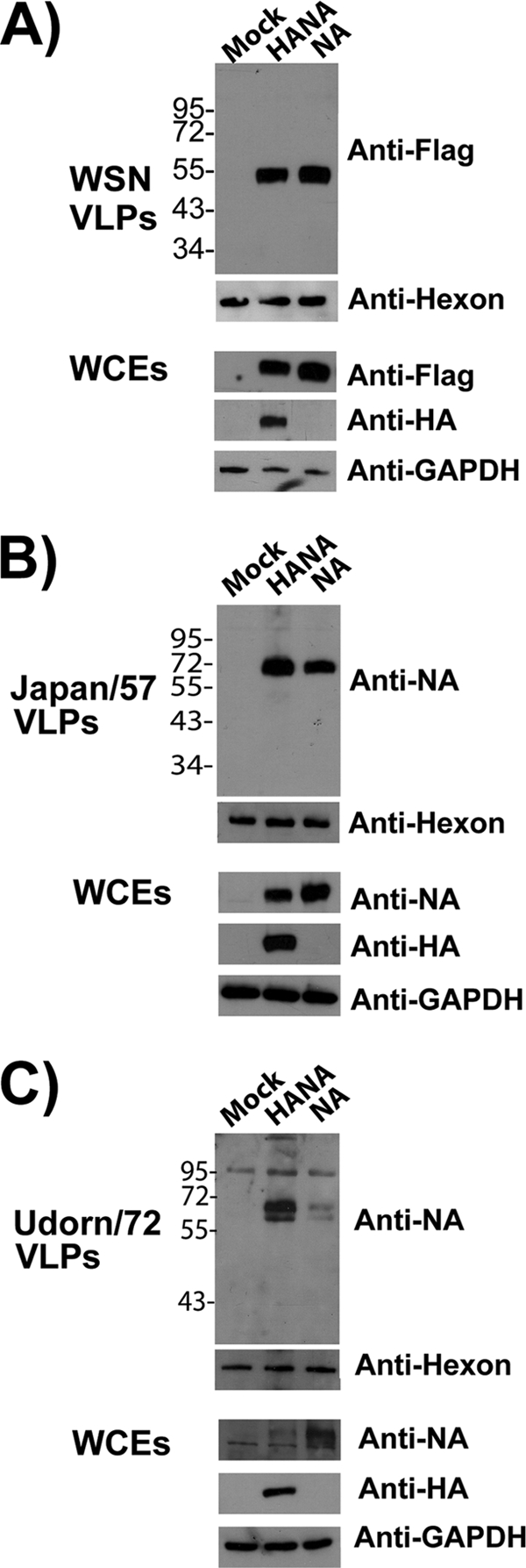 FIG. 2.