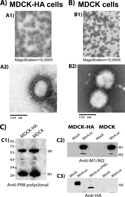 FIG. 1.