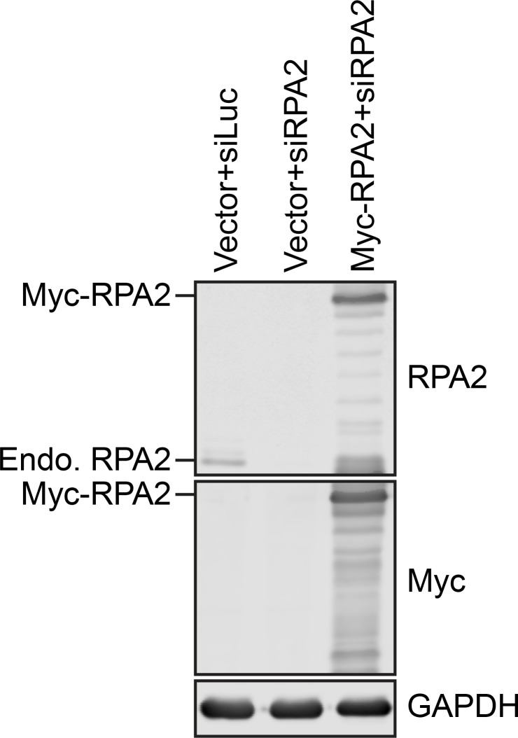 Figure 6—figure supplement 1.