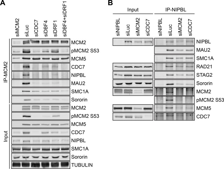 Figure 3—figure supplement 2.